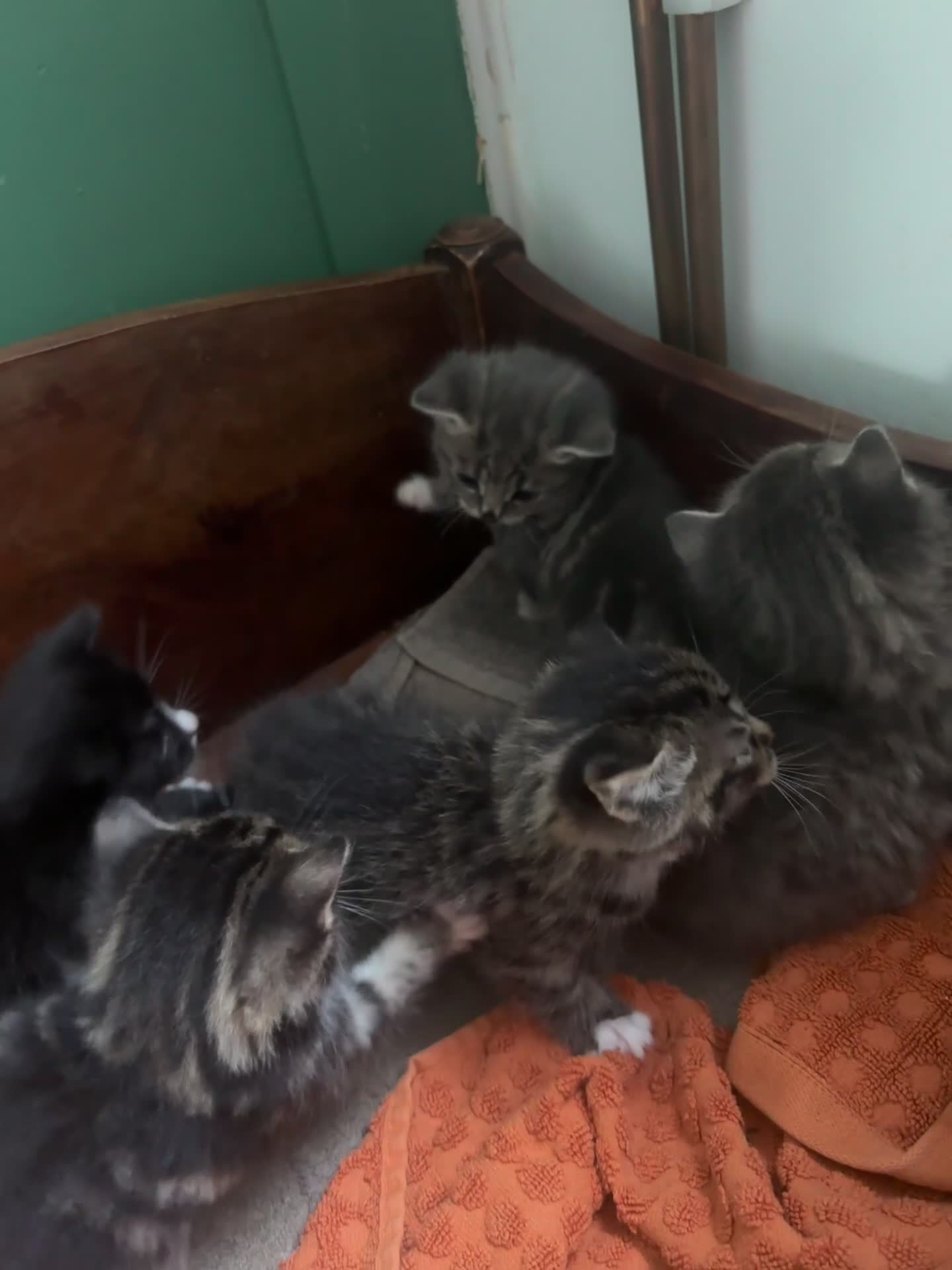 Mixed Breed cats for sale: 5 mixed breed kittens - Video 1