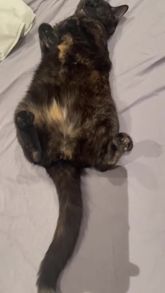 Domestic Shorthair cats for sale: Gentle Indoor Cat Ronnie Seeking a Stable Home - Video 1
