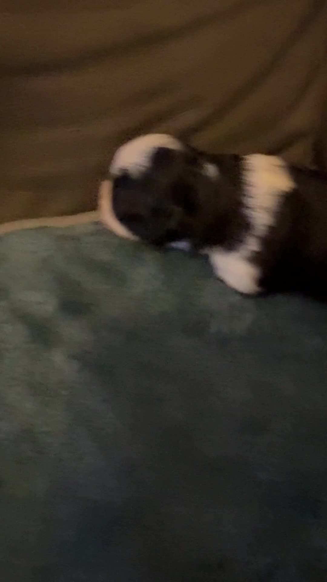 Mixed Breed dogs for sale: Adorable Puppies Looking for Their Forever Homes in Bury - Video 2