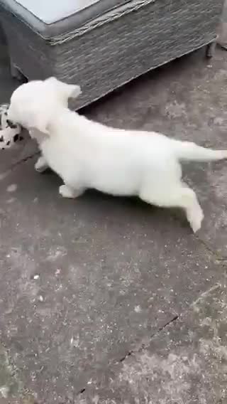 Golden Retriever dogs for sale: Super, chunky cream Goldie pups - Video 3