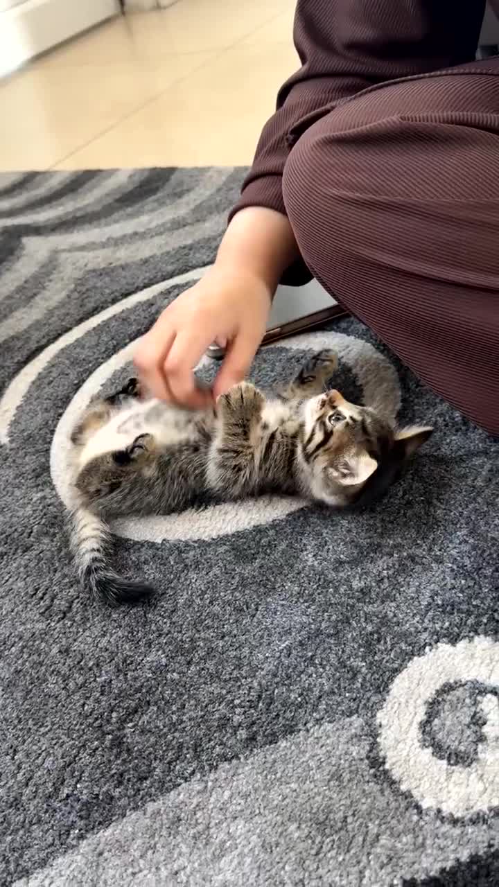 Bengal cats for sale: 2 stunning bengal kittens looking for their home - Video 2
