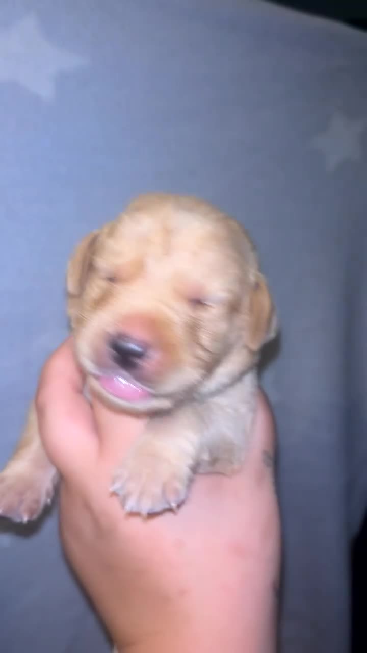 Labrador Retriever dogs for sale: Beautiful KC Labrador Puppies - Video 3