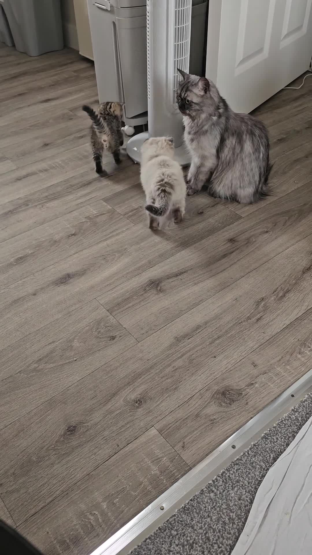 British Shorthair cats for sale: Stunning & Unique Kittens for Sale in Buckingham - Video 1