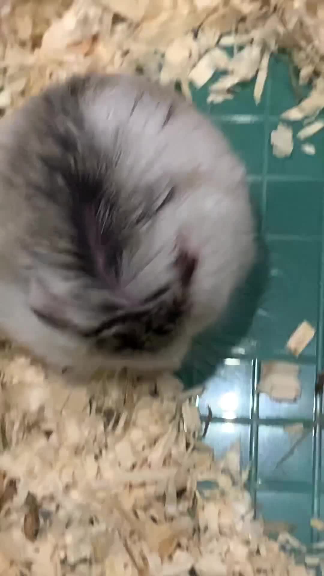 Hamster rodents for sale: Dwarf hamster  - Video 1