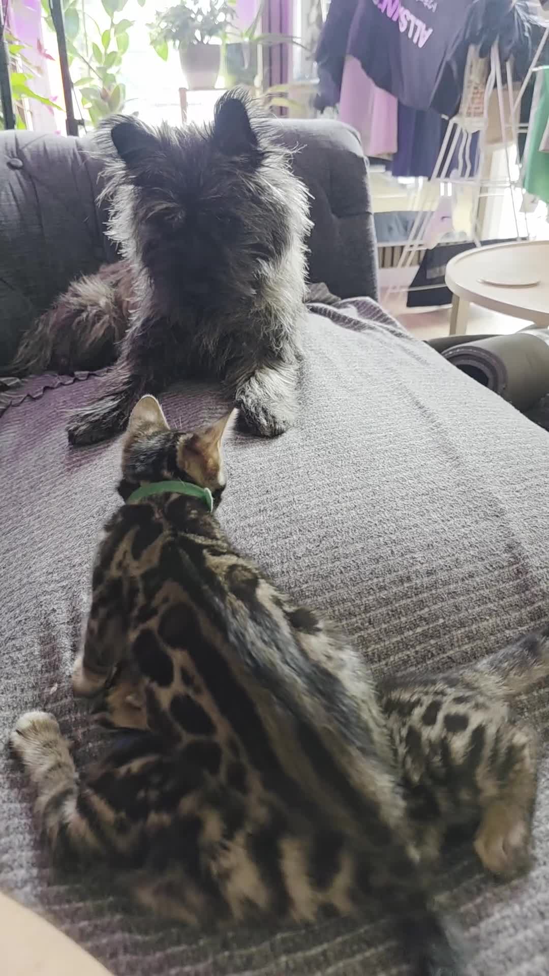 Bengal cats for sale: Pure Pedigree Bengal Kittens – 3 Boys, 2 Girls - Video 1