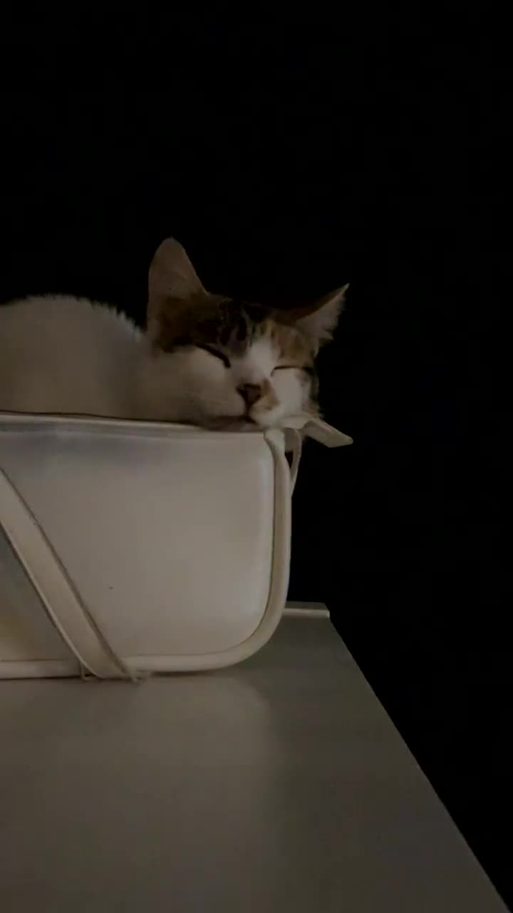 British Longhair cats for sale: Lulu female 2 years old  - Video 2
