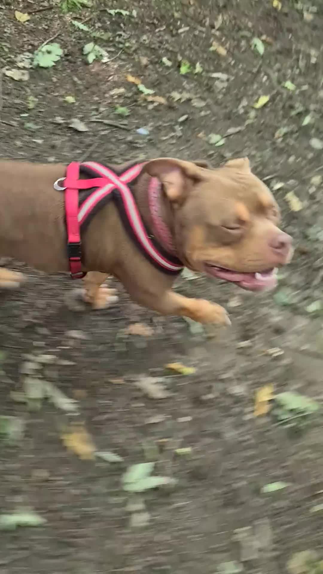 Mixed Breed dogs for sale: Staff x American pocket bully pups  - Video 2