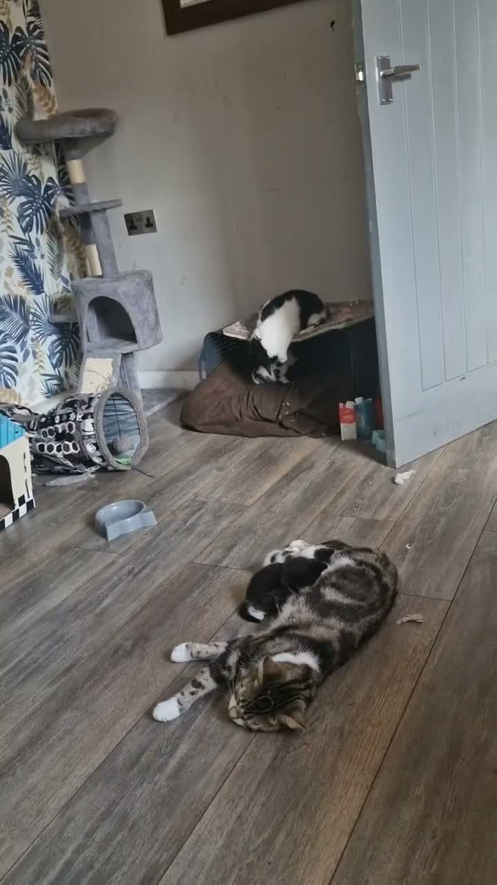 Mixed Breed cats for sale: Male kittens for sale in Normanton - Video 1