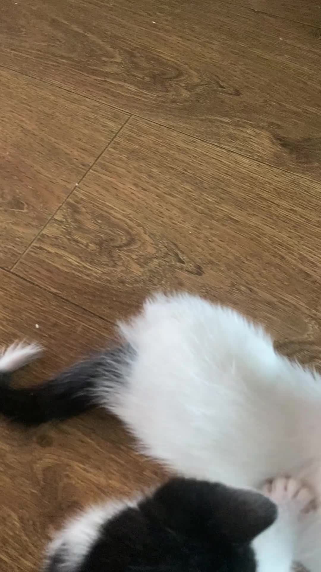 Domestic Shorthair cats for sale: Luna, Snow, Minx & Oreo - 10 Weeks old - Video 5
