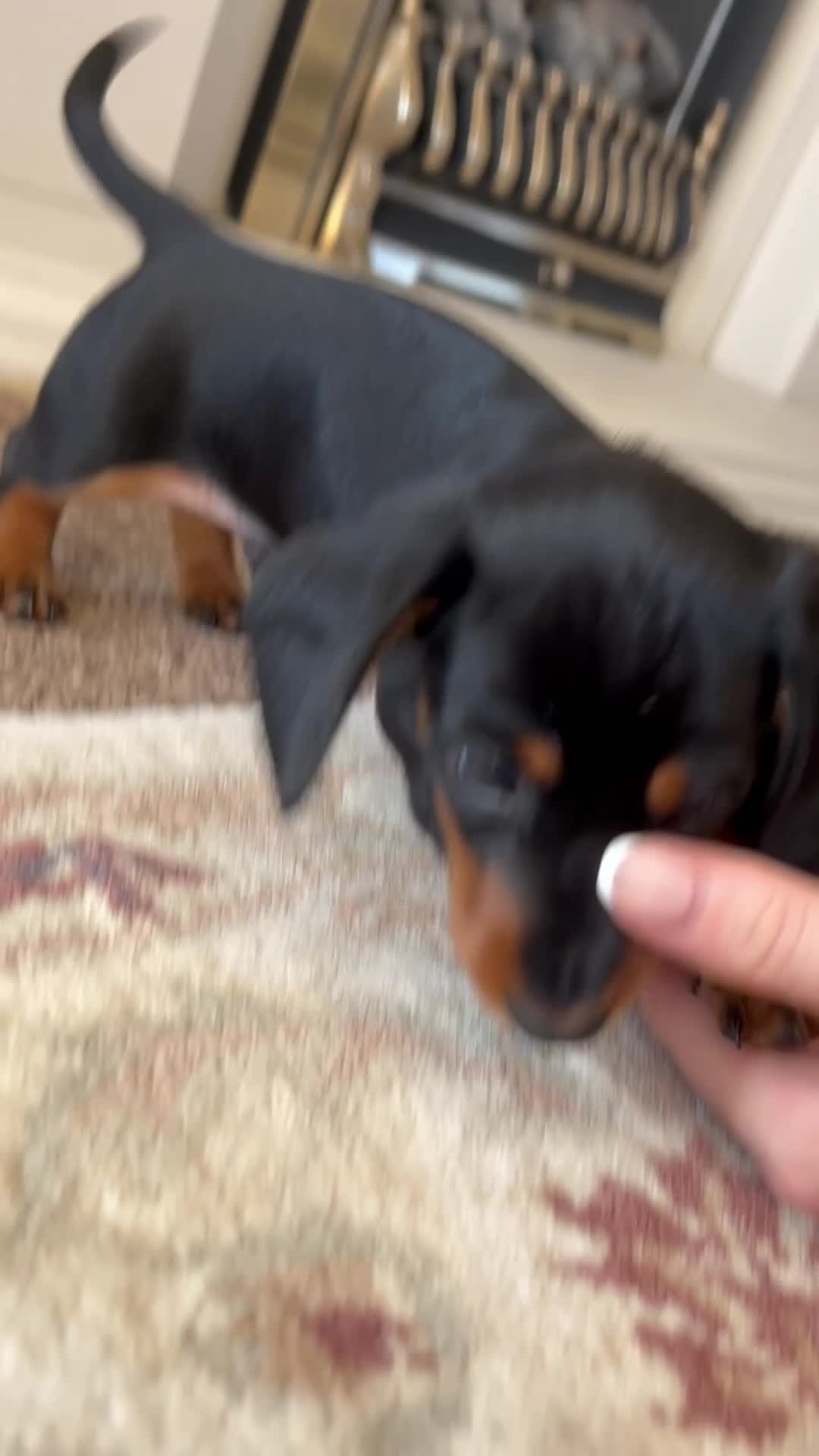 Miniature Dachshund dogs for sale: 🐾 MINIATURE DACHSHUND PUPPIES SHORT HAIRED - Video 2
