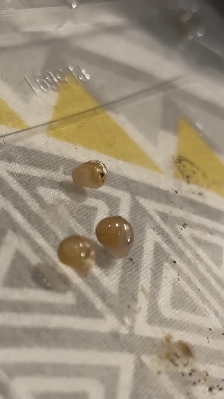 Snails invertebrates for sale: Baby giant African land snails - Video 1