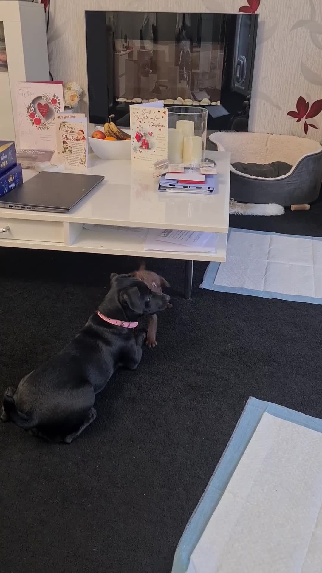 Patterdale Terrier dogs for sale: Beautiful chocolate Paterdale Terrier 4 months old in Stevenage - Video 1