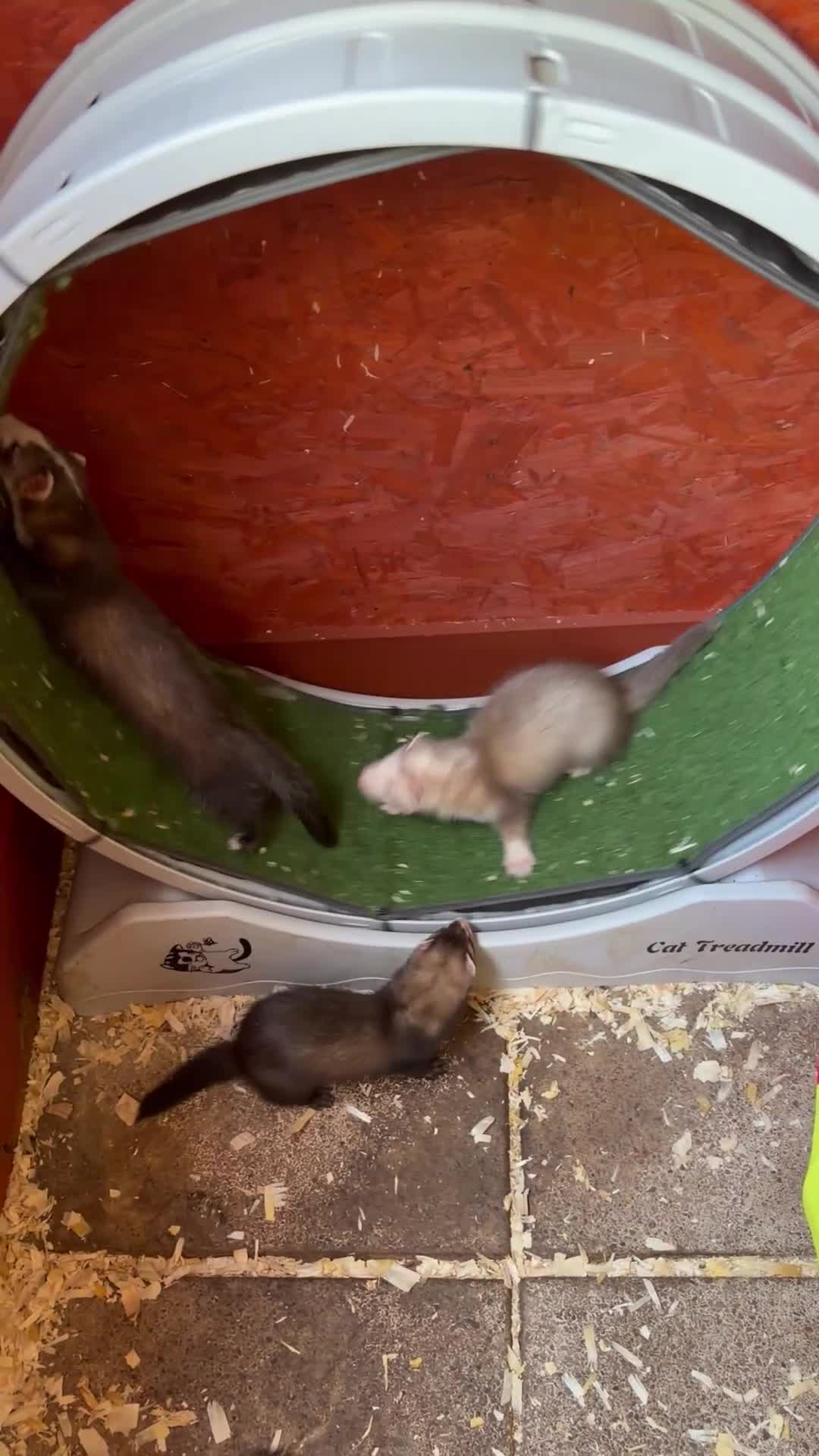 Ferret rodents for sale: Part Angora hob ferret new pic and video added - Video 2