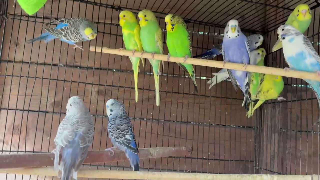 Budgerigars birds for sale: Budgies for sale  - Video 1