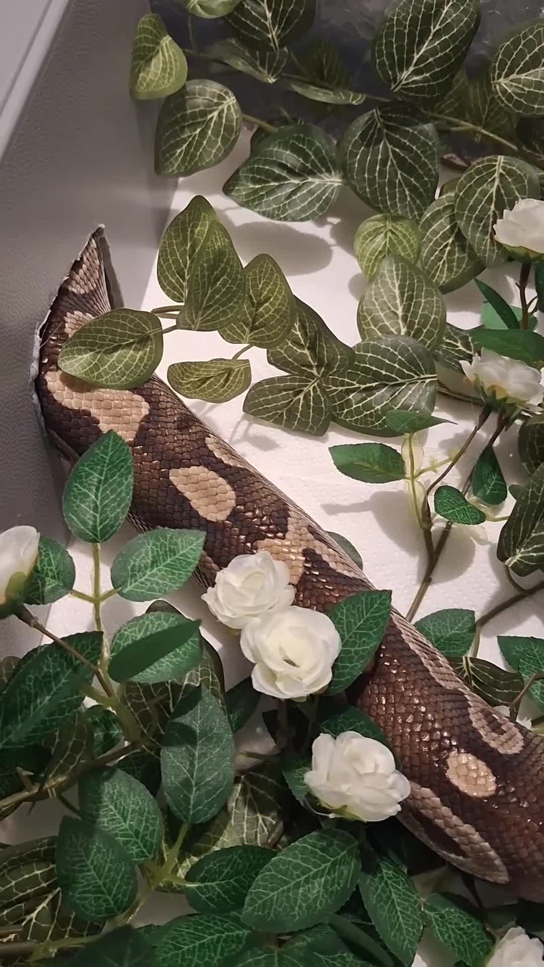 Python Snake reptiles for sale: Majova morph ball python female  - Video 3