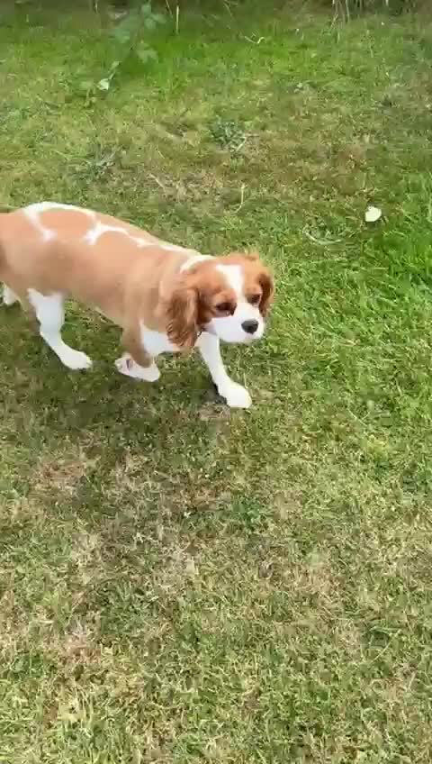 Cavalier King Charles Spaniel dogs for sale: 🐶 Lovely KC CKCS girl - Blenheim - Video 1