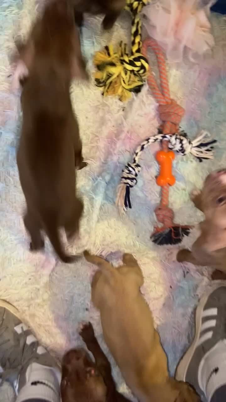 Bullmastiff dogs for sale: Bullmastiff puppies looking for their forever home in Motherwell - Video 3