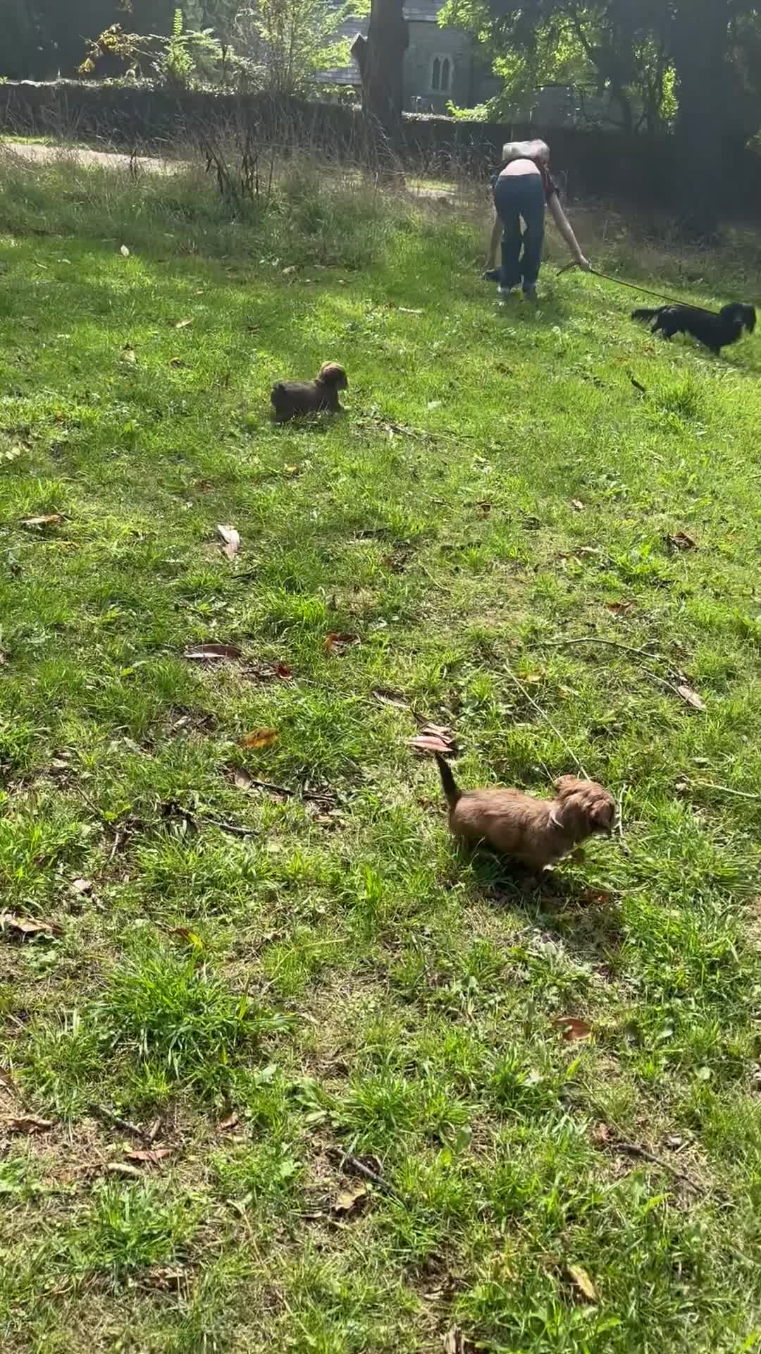 Miniature Dachshund dogs for sale: Shiwennie (shichi X mini dachshund)  - Video 1