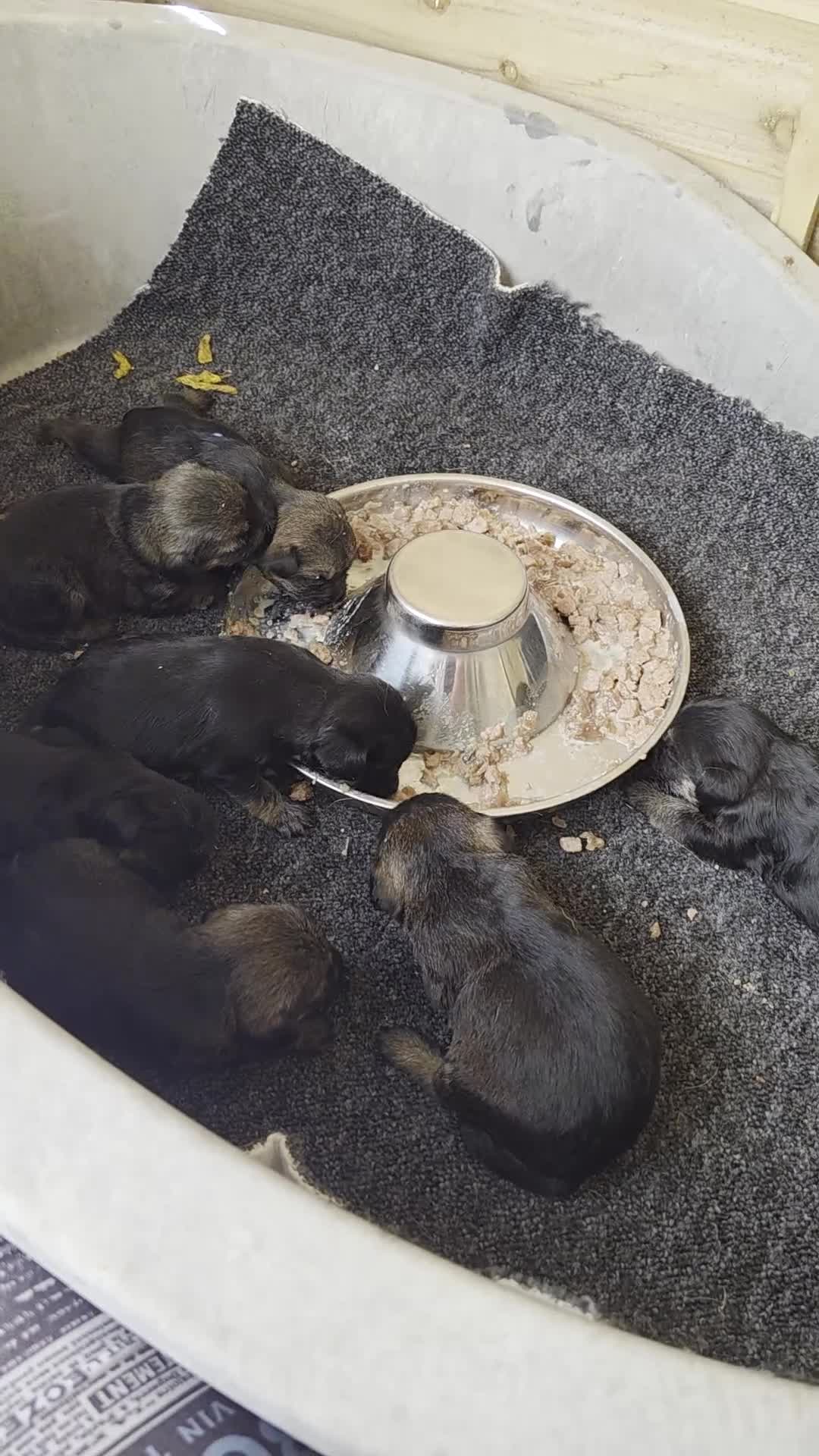 Border Terrier dogs for sale: Cracking litter of 8 boarder terrier  - Video 1