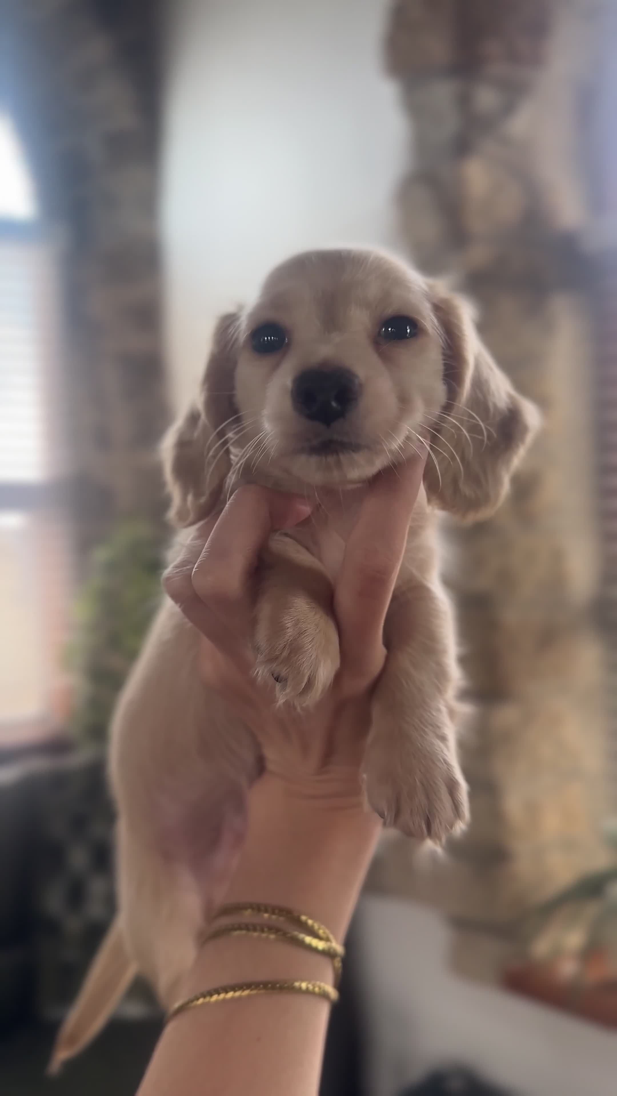 Miniature Dachshund dogs for sale: KC Longhaired Cream Miniature Dachshund Puppies - Video 4