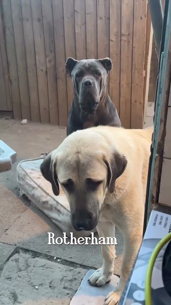Turkish Kangal dogs for stud: Turkish kangal (mom&dad Turkish imports) stud only - Video 2