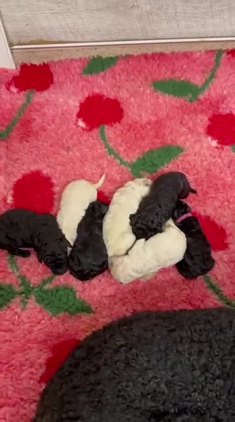 Standard Poodle dogs for sale: Seven Wonders of Standard Poodle Puppies - Video 2