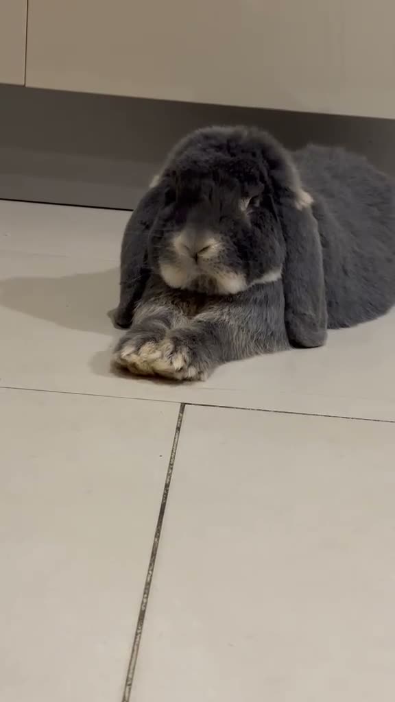 French Lop rabbits for sale: ✨beautiful french lop✨ in London - Video 1