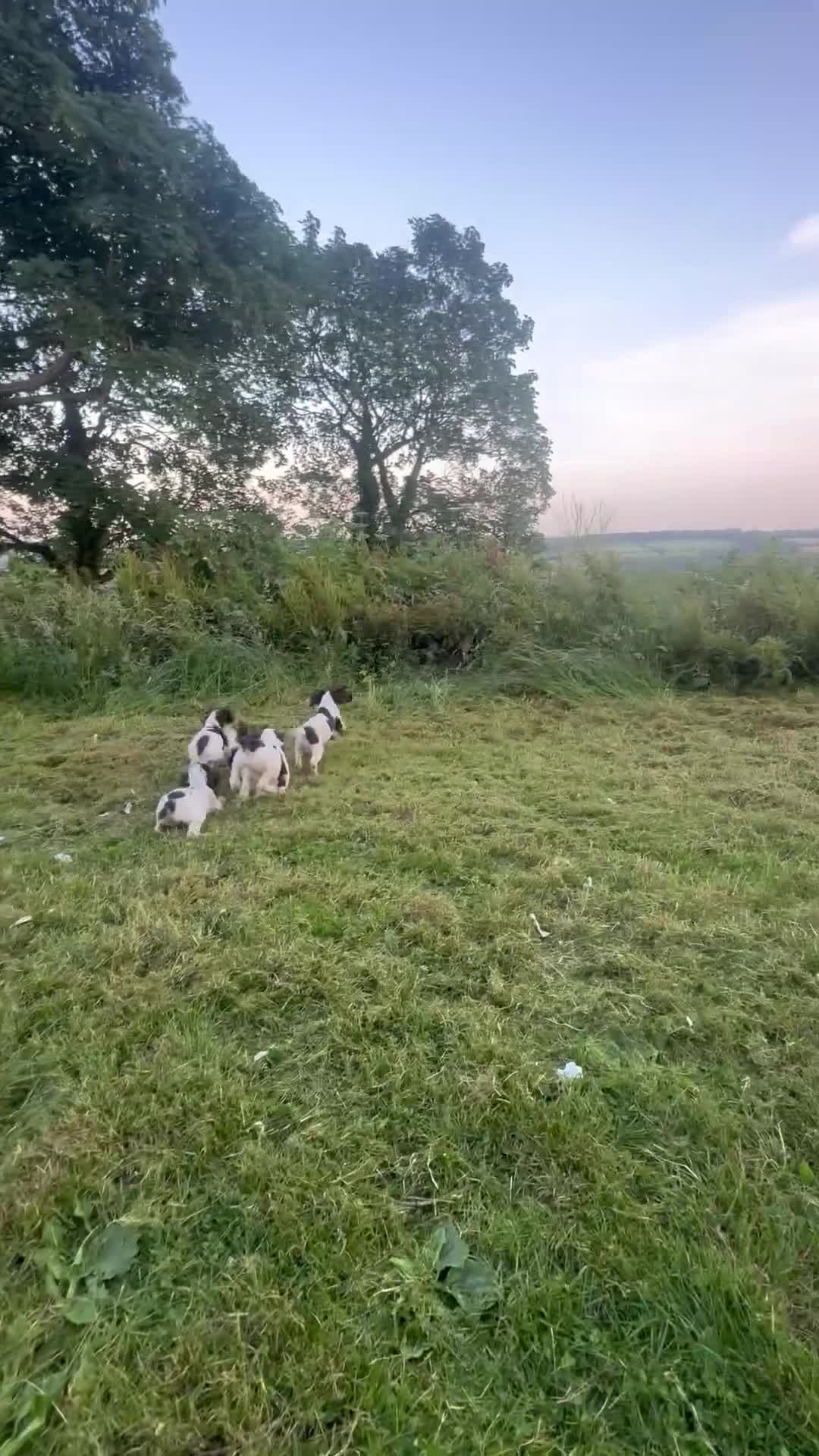 English Springer Spaniel dogs for sale: Excellent quality kc springer spaniel pups  - Video 4