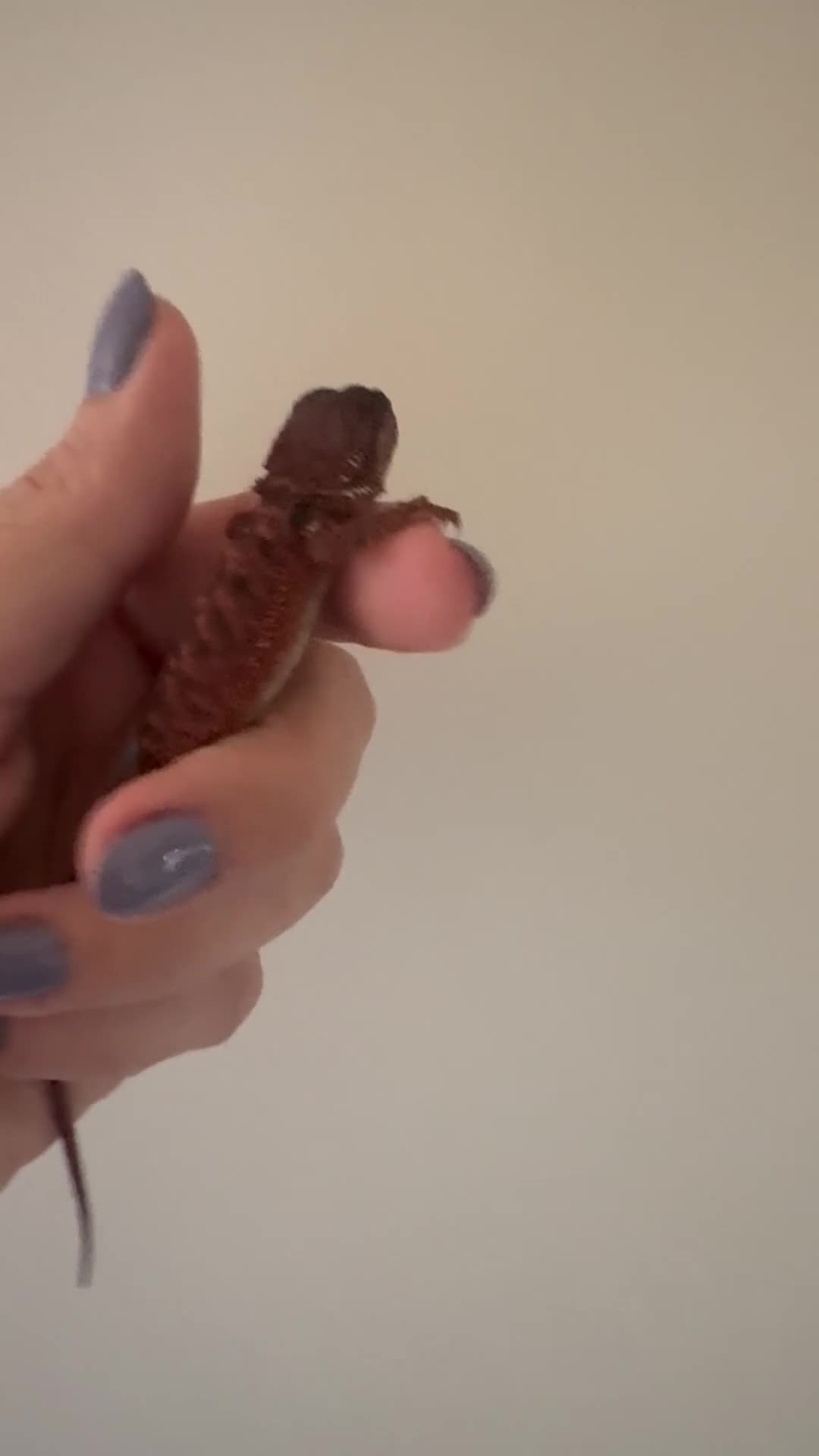 Bearded Dragon reptiles for sale: 100% red monster bearded dragon babies🐉 - Video 2