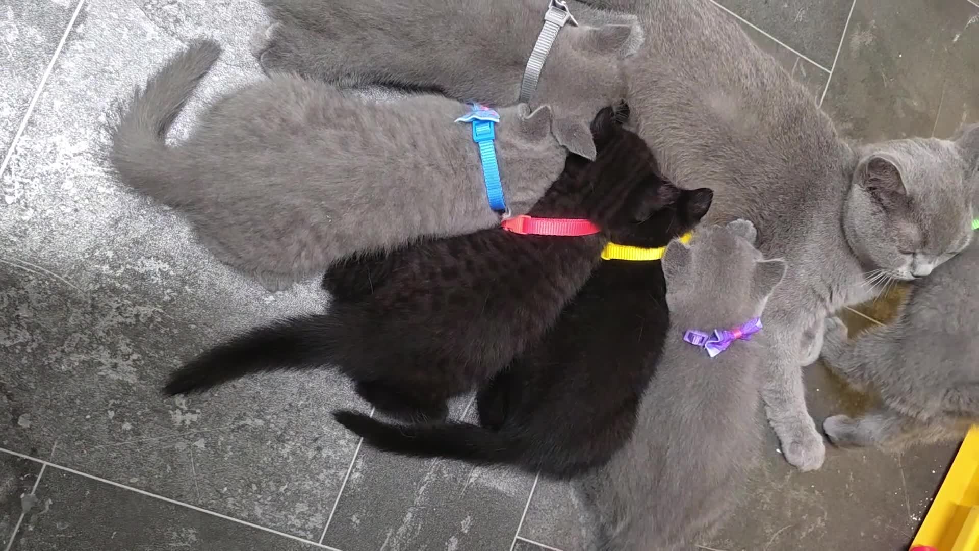 British Shorthair cats for sale: Beautiful British Shorthair Kittens for LovingHome - Video 1