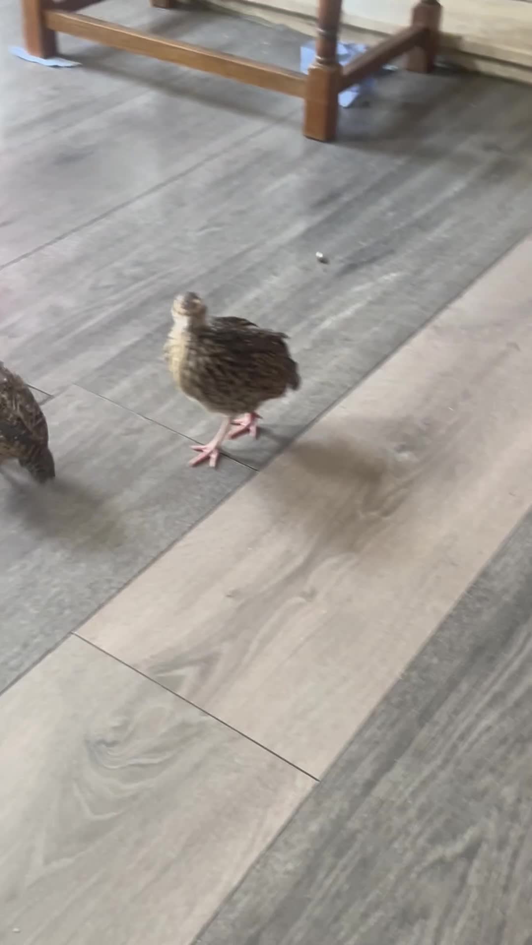 Mixed Breed birds for sale: Black francolin kala teeter  - Video 1