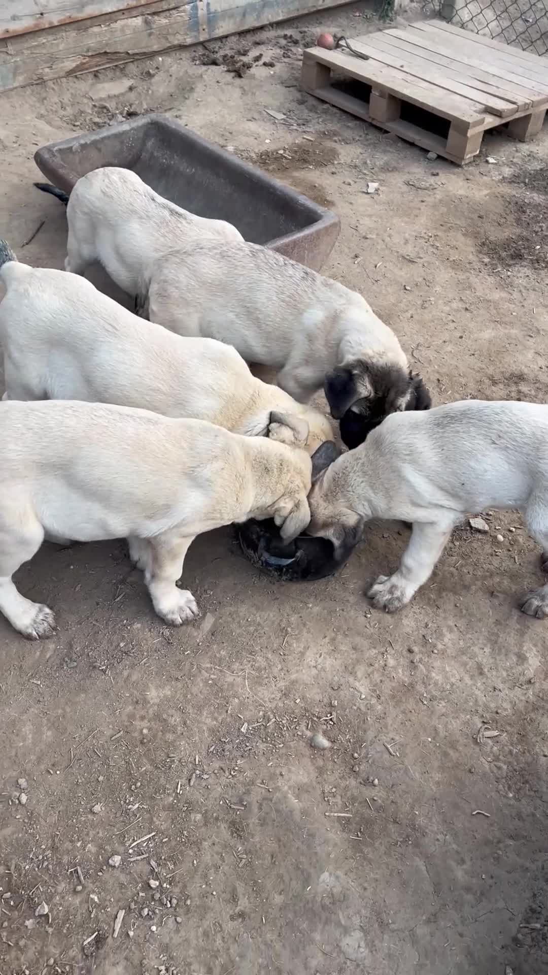 Anatolian Shepherd dogs for sale: Malakli Puppies - Video 4