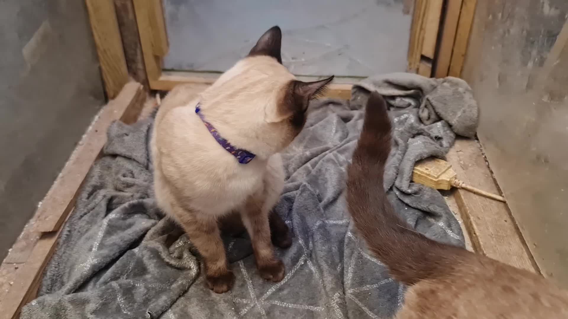 Mixed Breed cats for sale: Guaranteed to be Cuddly  - Video 2