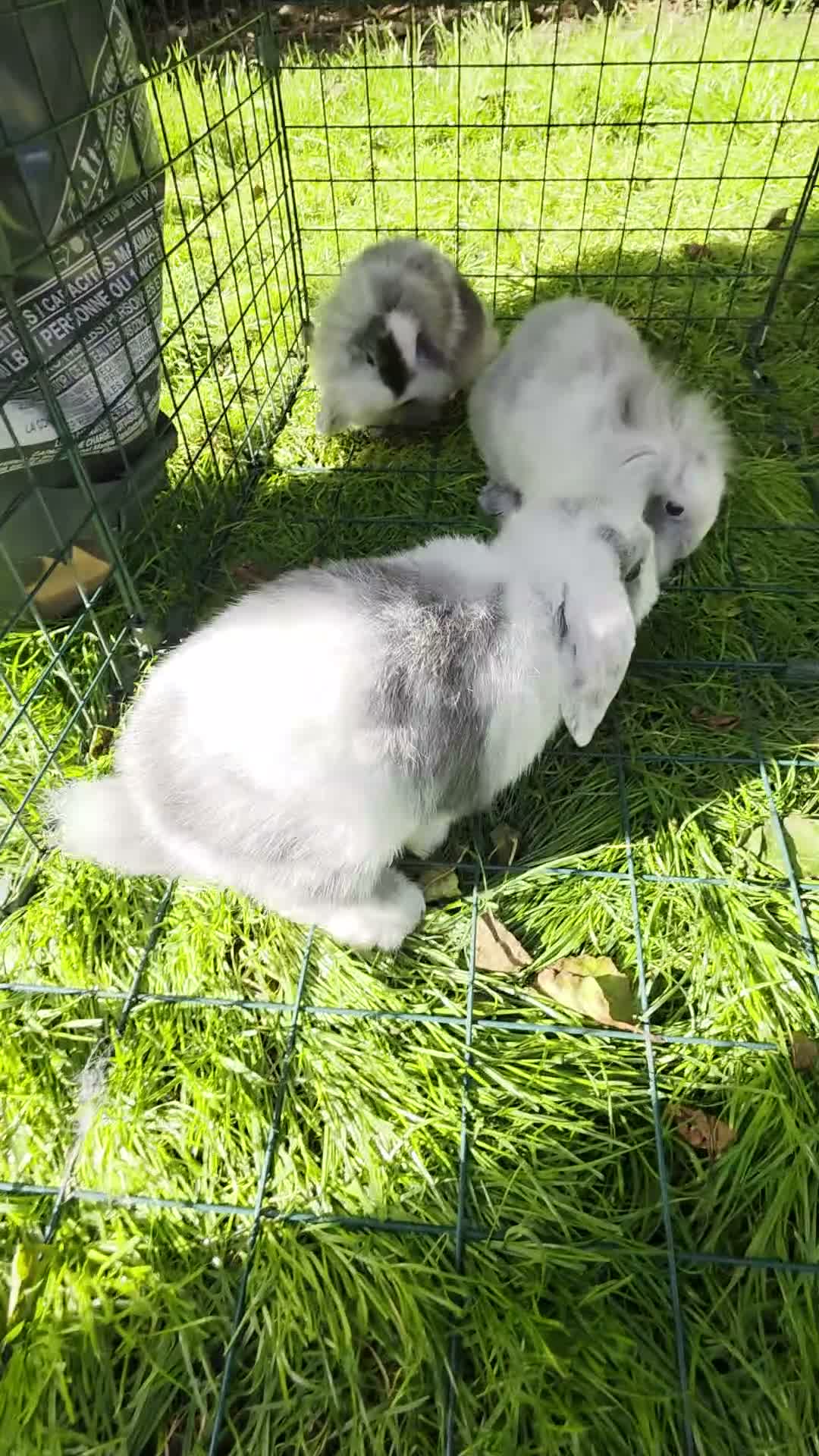 Mini Lop rabbits for sale: Beautiful mini lop x mini lion lop babies for sale - Video 1