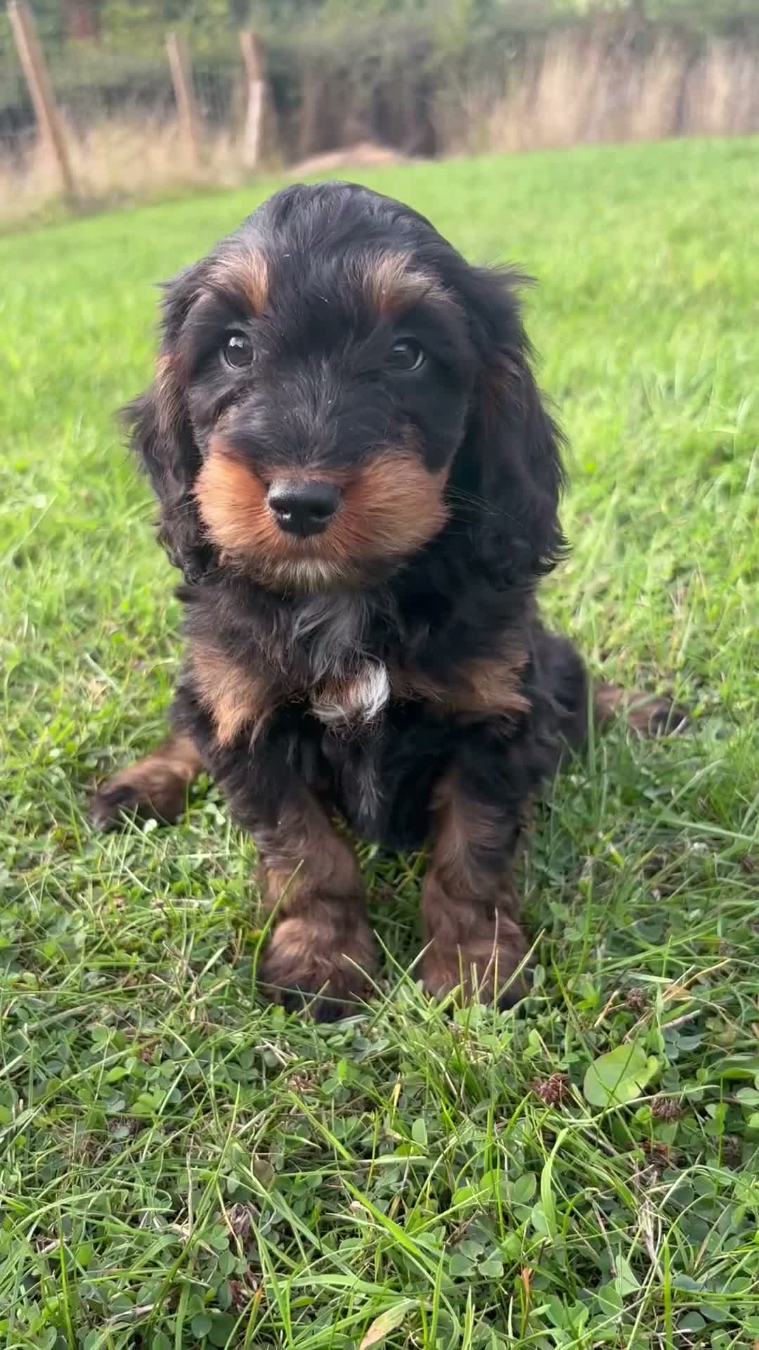 Cockapoo dogs for sale: F1 Cockapoo Puppies KC Parents DNA Tested Dad - Video 3