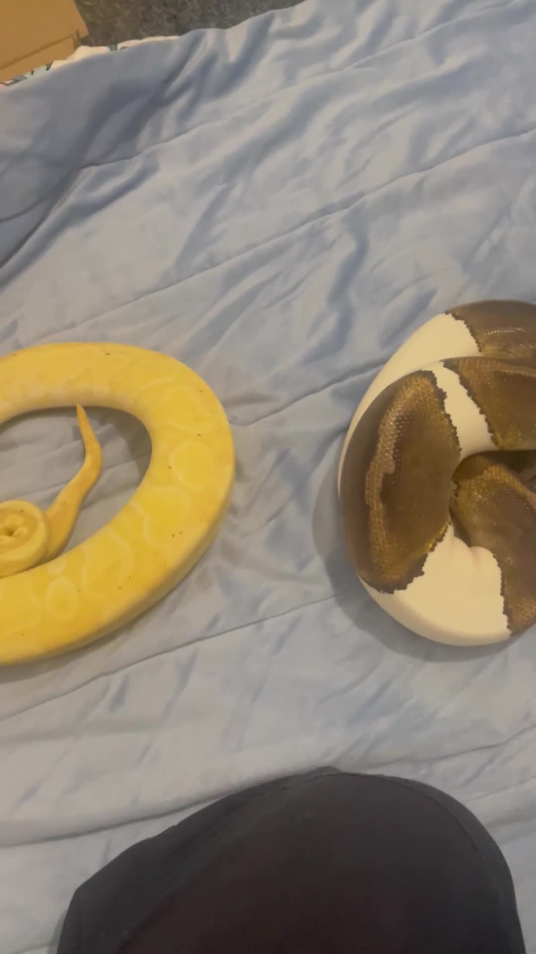 Python Snake reptiles for sale: Royal ball python - Video 1
