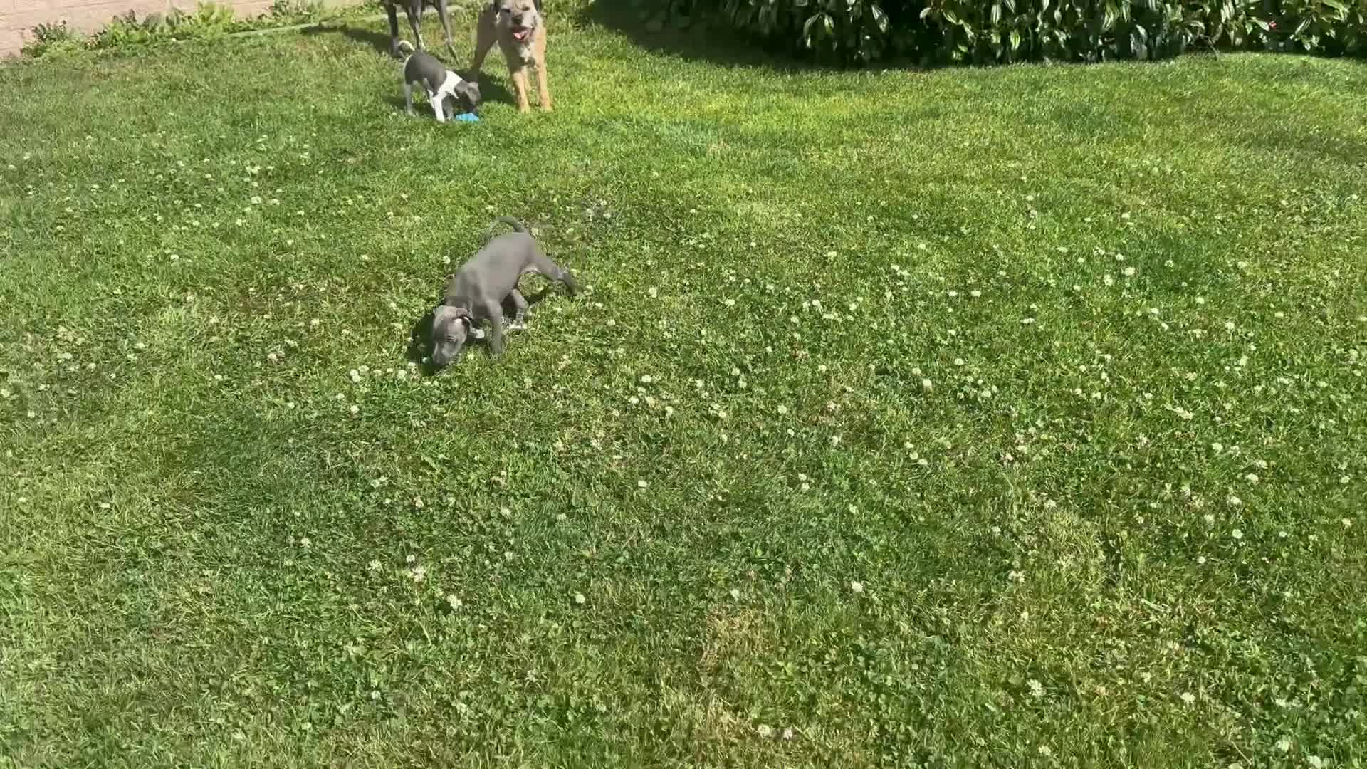 Italian Greyhound dogs for sale: Stunning well bred Italian greyhound -one boy left - Video 2
