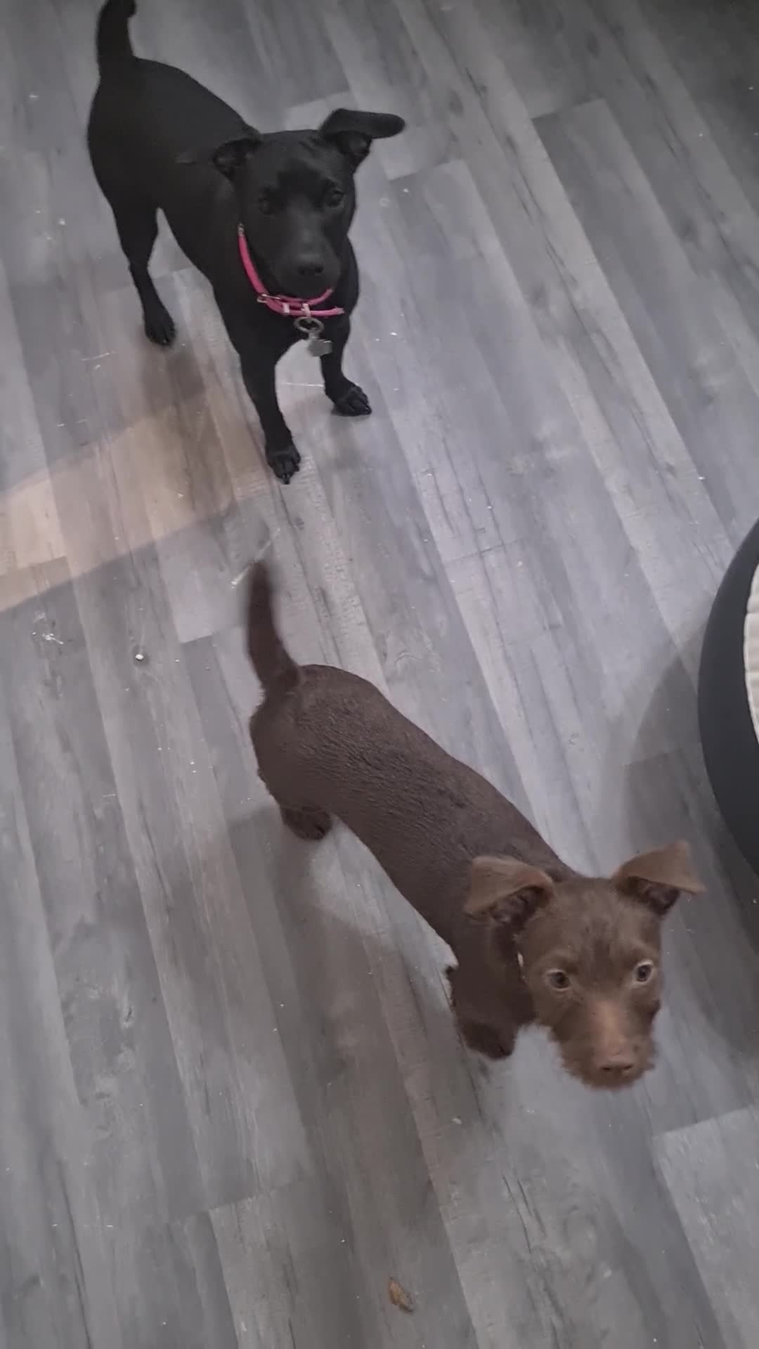 Patterdale Terrier dogs for sale: Beautiful chocolate Paterdale Terrier 4 months old in Stevenage - Video 2