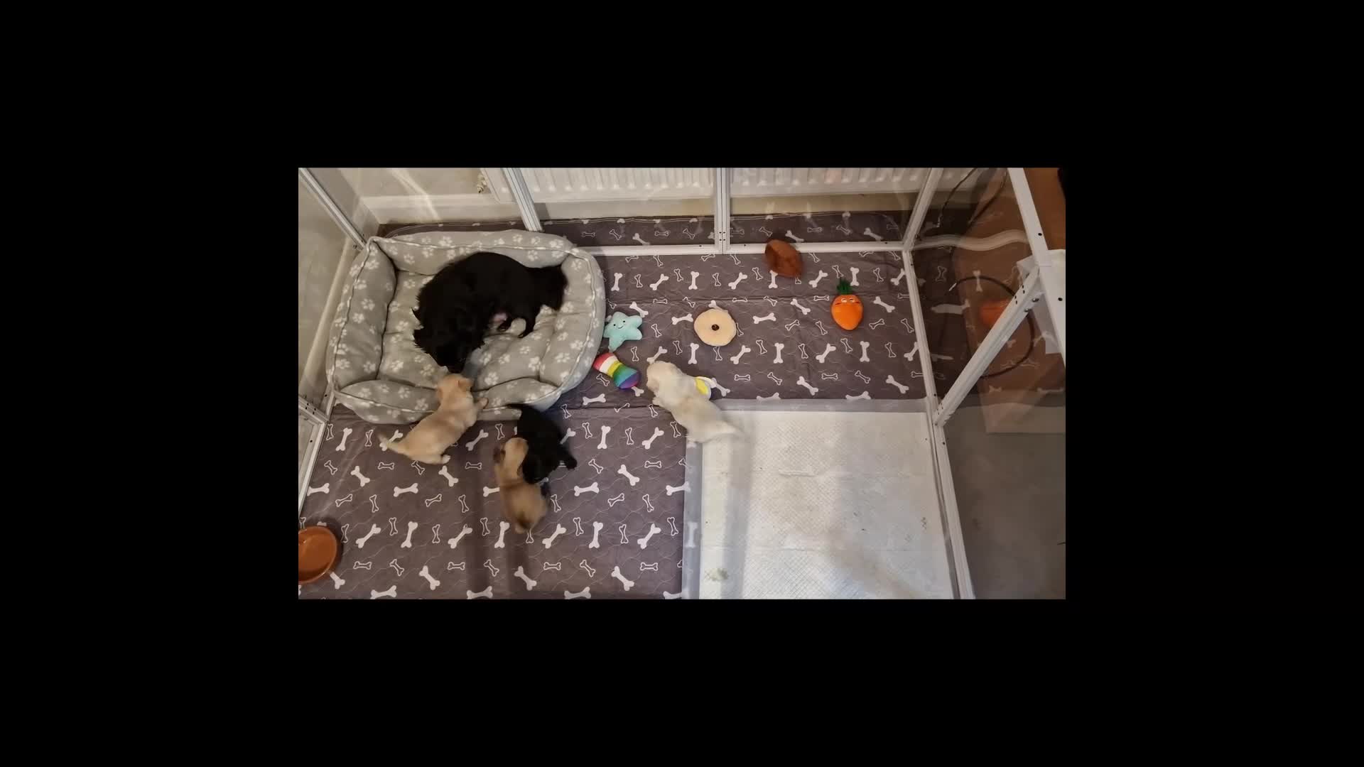 Chihuahua dogs for sale: Stunning Chihuahua Puppies Ready Soon 🐾 - Video 2