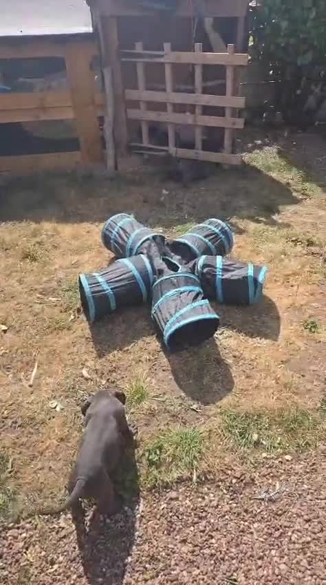 Cane Corso dogs for sale: A families best friend 🧡  - Video 2