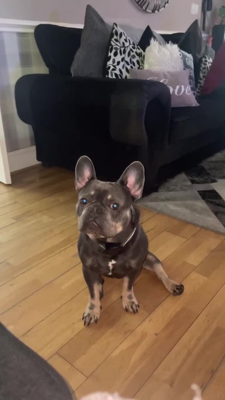 French Bulldog dogs for sale: 2 Year Old Male French Bulldog - Video 1