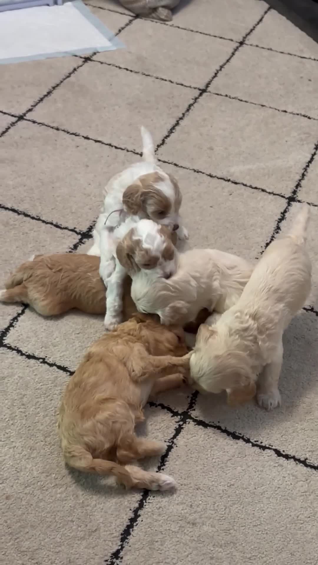 Cavapoo dogs for sale: Beautiful Cavapoo puppies  - Video 1