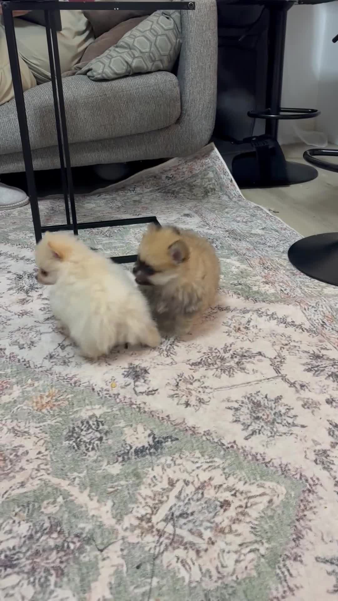 Pomeranian dogs for sale: Tiny White Pomeranian Girl – High Quality  in Derby - Video 1