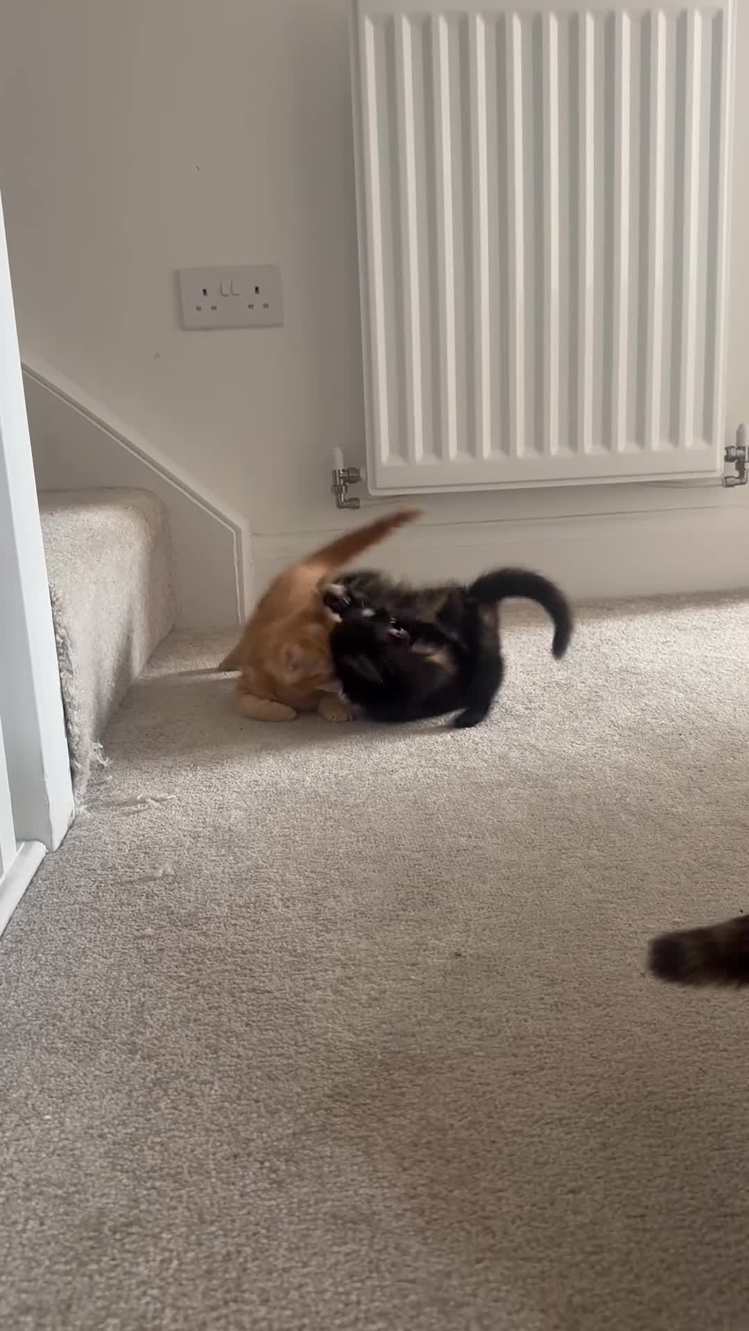 Mixed Breed cats for sale: Two kittens for sale  - Video 1