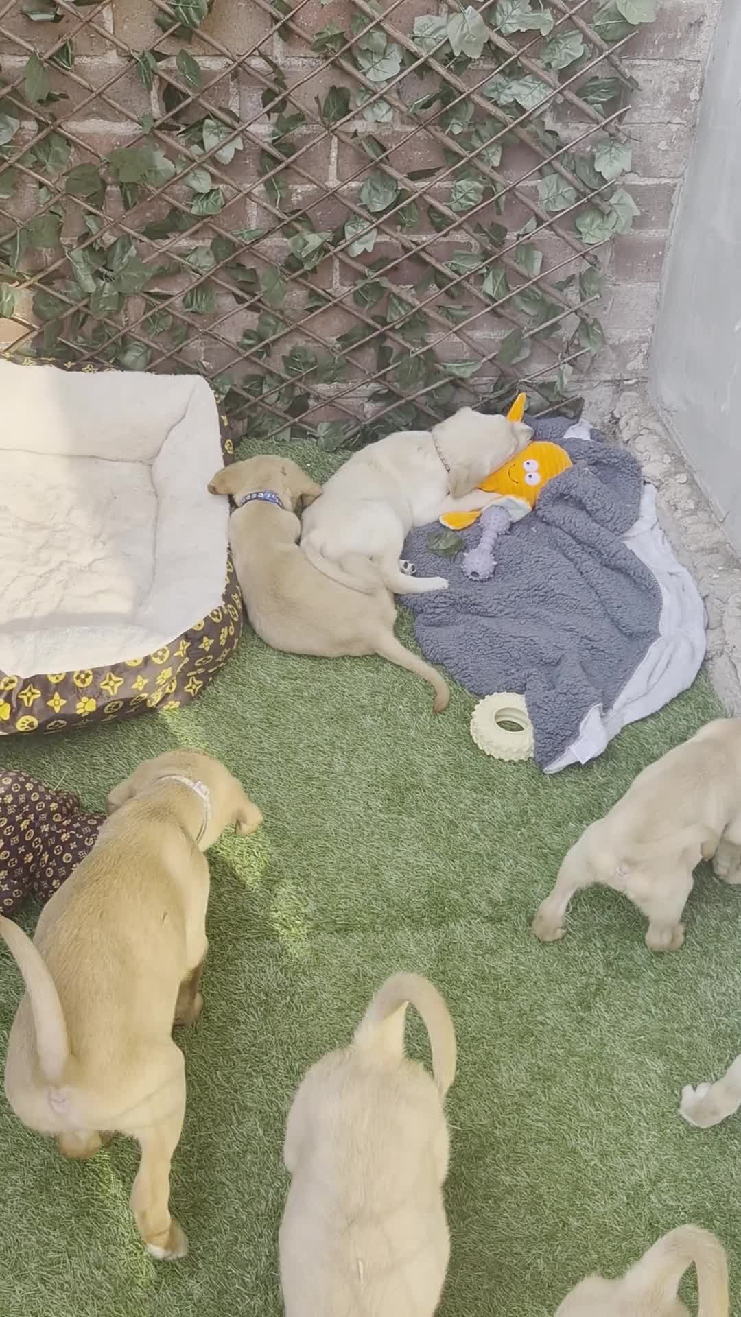 Goldador dogs for sale: Gorgeous F1 Goldador puppies from excellent lines - Video 1