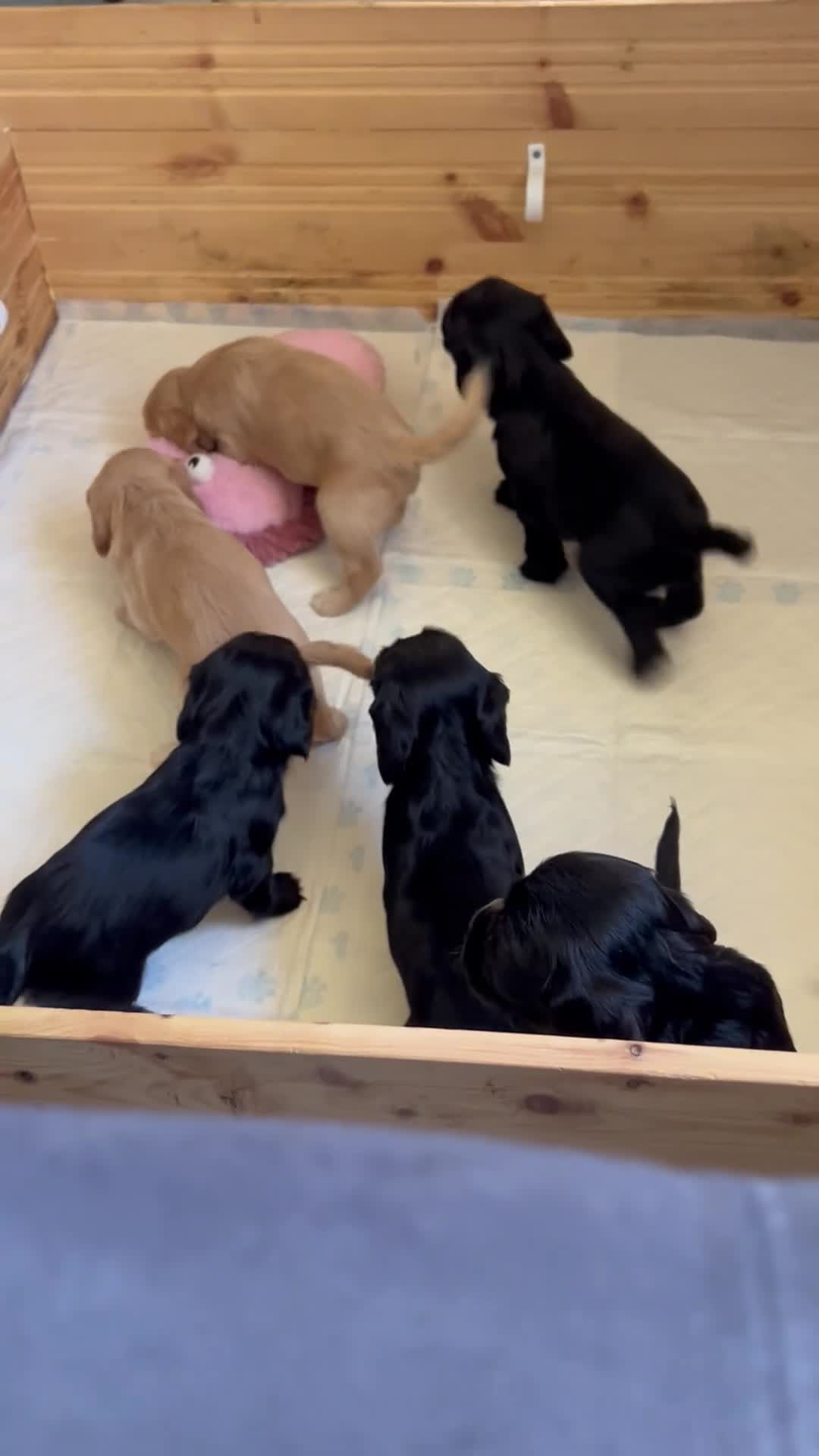 Cocker Spaniel dogs for sale: Cocker spaniels  - Video 1