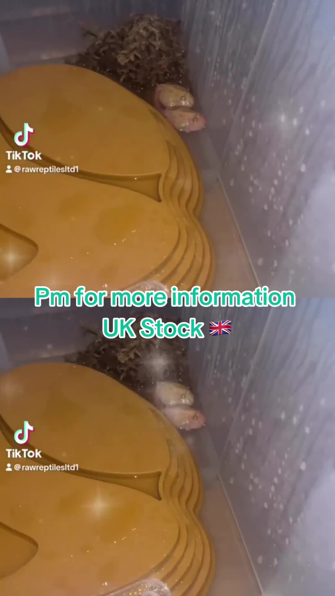 Frog reptiles for sale: Baby PAC Man frogs - Video 1