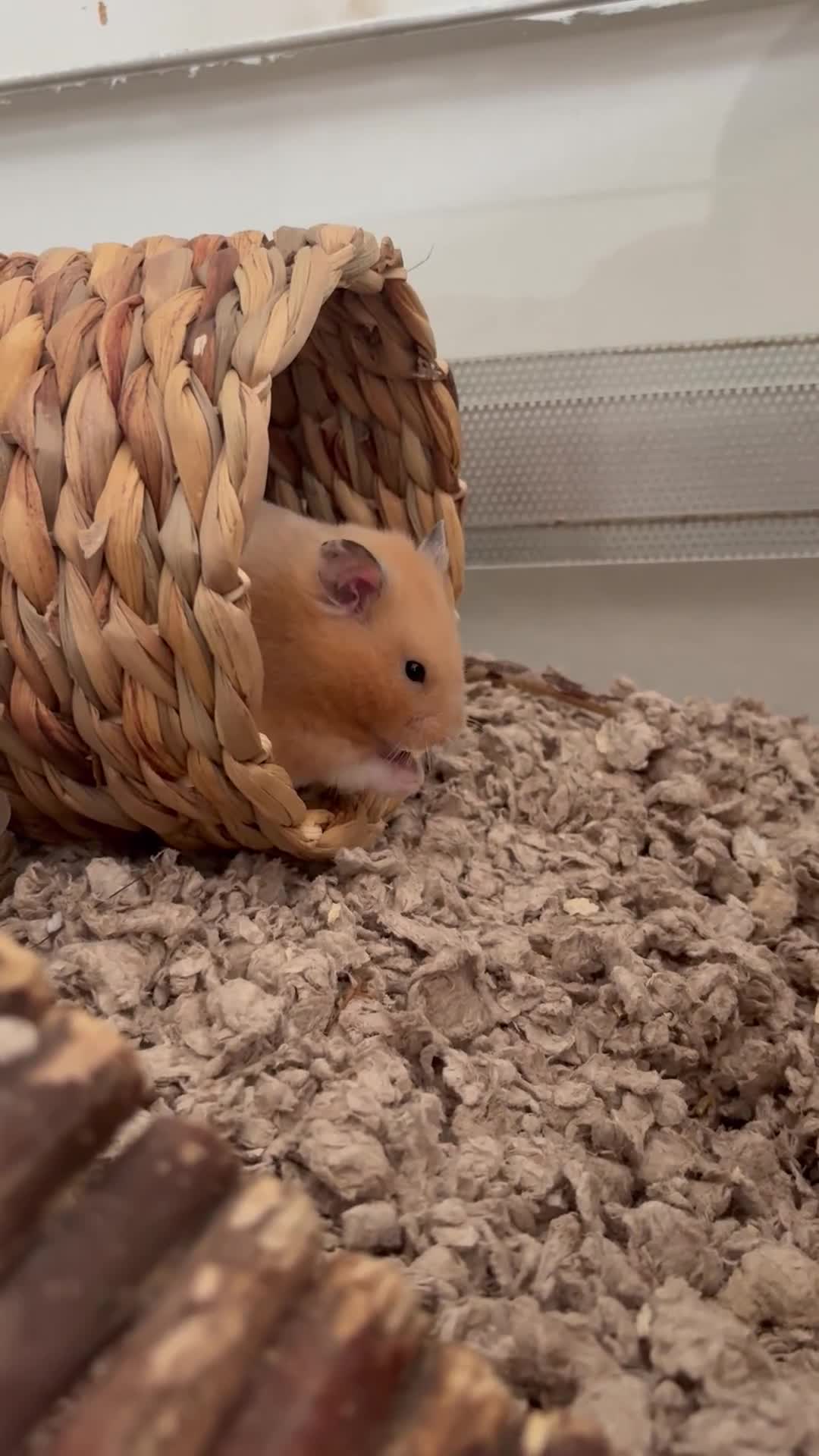 Hamster rodents for sale: George the Syrian Hamster (includes cage etc…) - Video 1