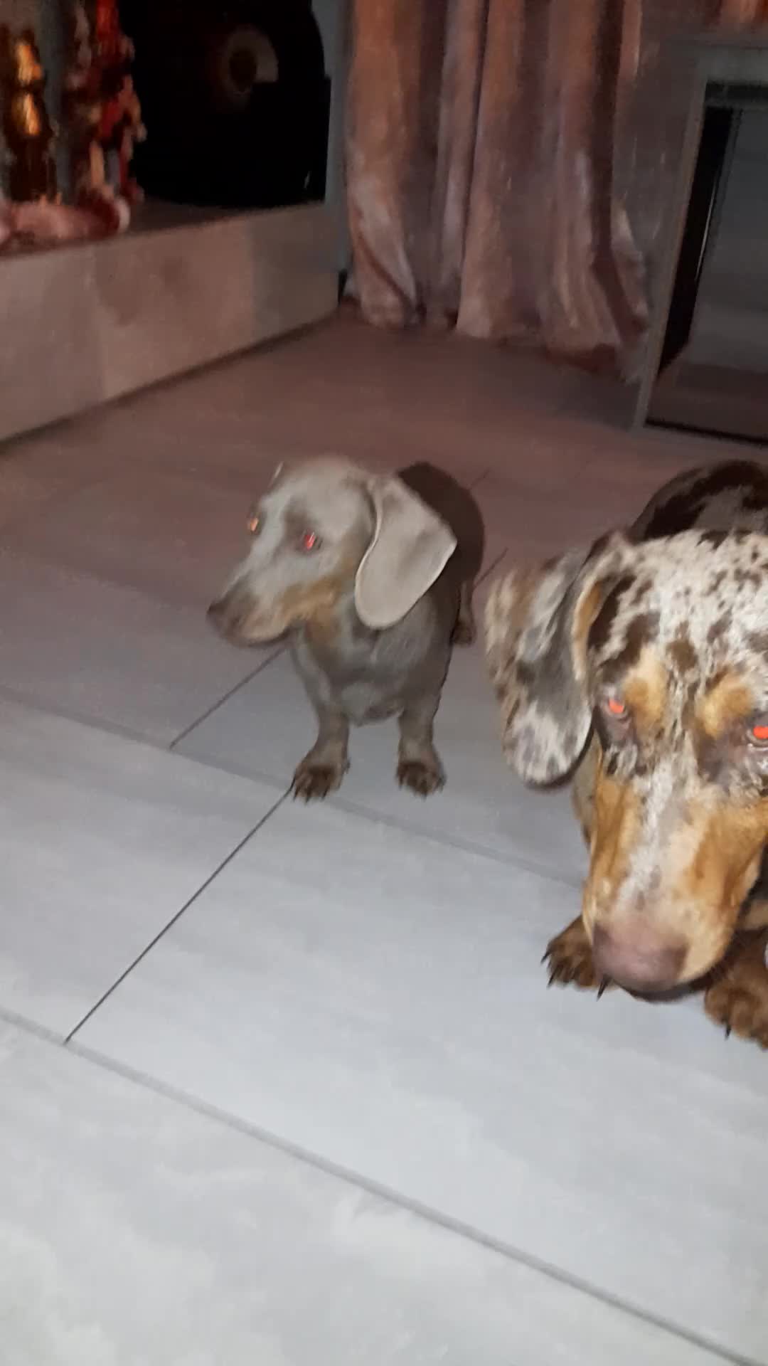 Miniature Dachshund dogs for sale: Rolo & isabella looking for there forever home  - Video 2