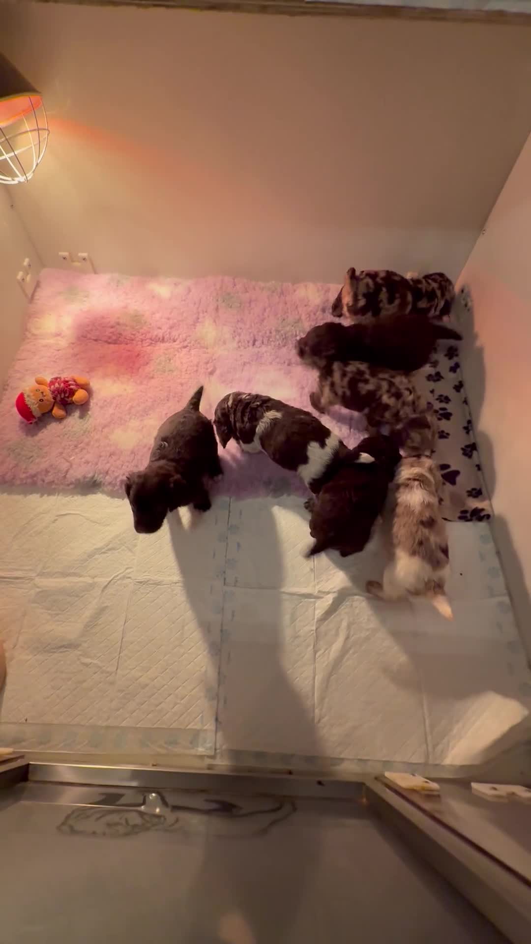 Cocker Spaniel dogs for sale: Working cocker spaniels  - Video 1